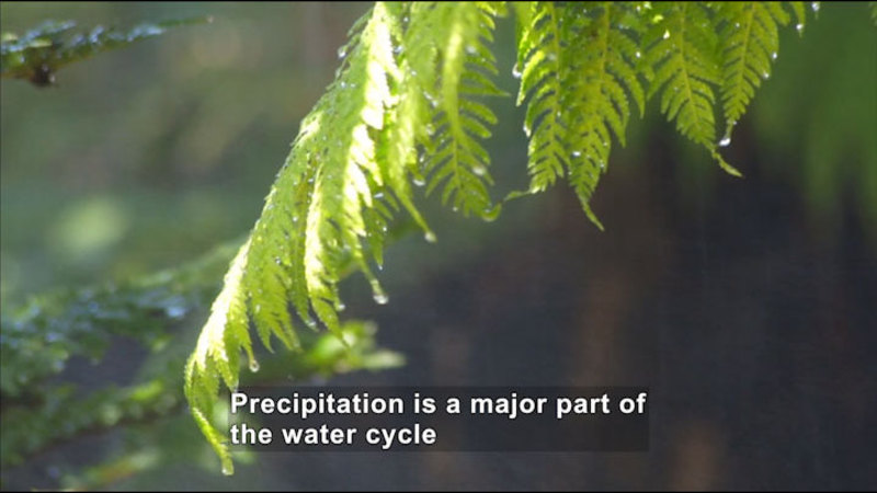 Closeup of a fern leaf with water dripping from it. Caption: Precipitation is a major part of the water cycle