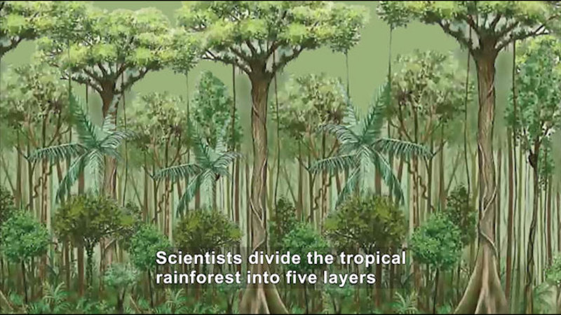 Illustration of a tropical rainforest. Caption: Scientists divide the tropical rainforest into five layers