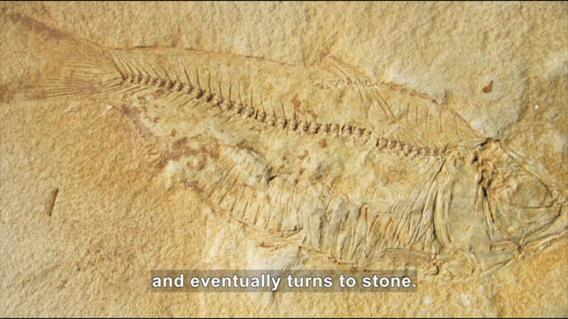 Fossilized outline of a fish in stone. Caption: and eventually turns to stone.
