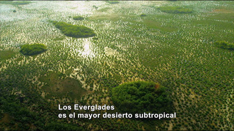 Aerial view of small islands covered in greenery with the water between them dotted in plants. Spanish captions.