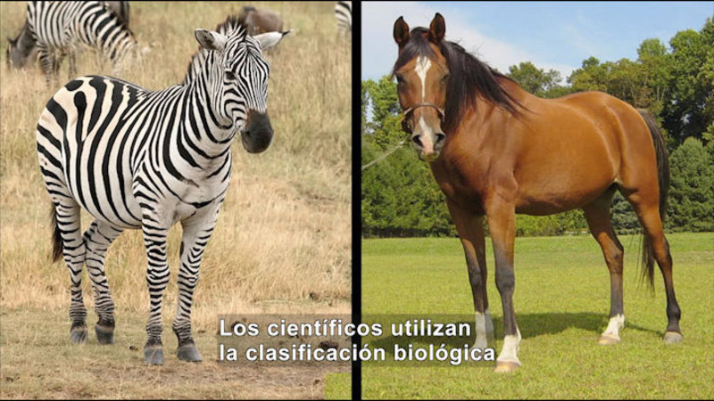Zebra and horse. Spanish captions.