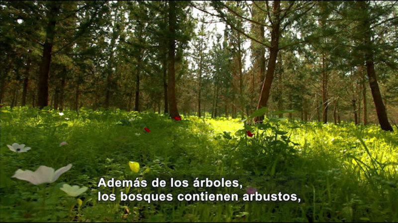 Green clearing in a forest. Spanish captions.