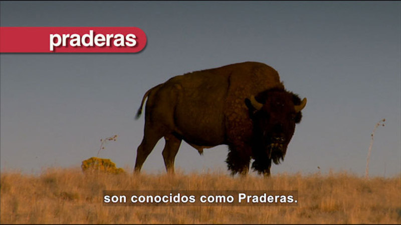 Bison standing in dry grass. Spanish captions.
