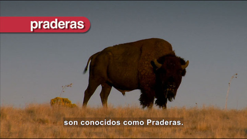 Still image from Science Video Vocab: Grasslands (Spanish)