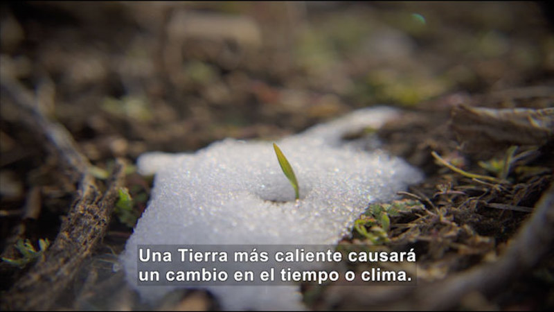 Closeup of a plant growing up through a patch of melting snow. Spanish captions.
