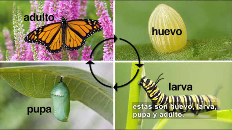 Butterfly lays the egg, egg hatches to larva, larva changes into a pupa, pupa turns into a butterfly. Spanish captions.