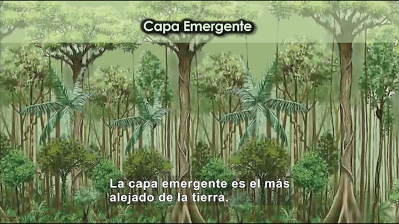 Illustration of a tropical rainforest. Spanish captions.