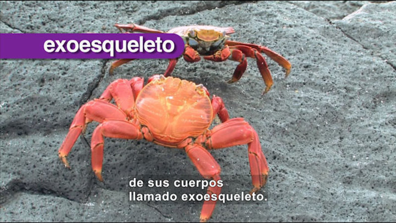 Two crabs facing off. Spanish captions.
