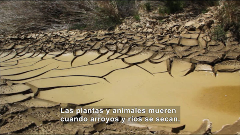 Closeup of light brown mud drying out so that cracks are forming along the edges. Spanish captions.