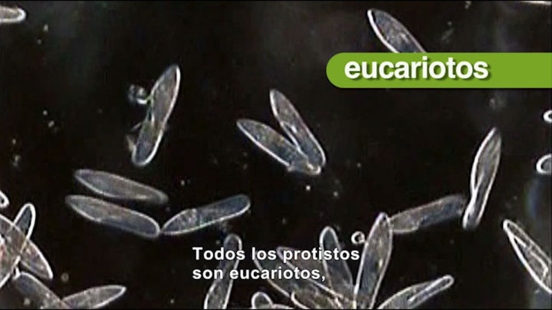Microscopic view of oval shaped organisms. Spanish captions.