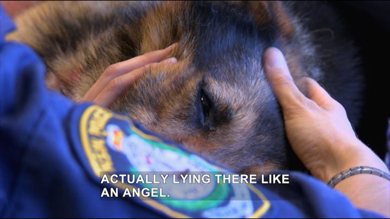 Shoulder and hands of a police officer gently touching the head of a police dog. Caption: Actually lying there like an angel.