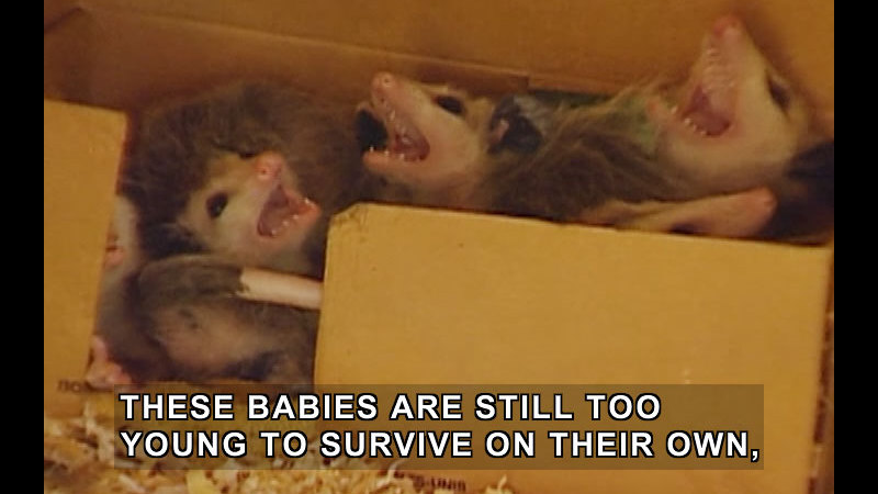 Baby rodent-like animals in a cardboard box with wood shavings. Caption: These babies are still too young to survive on their own,