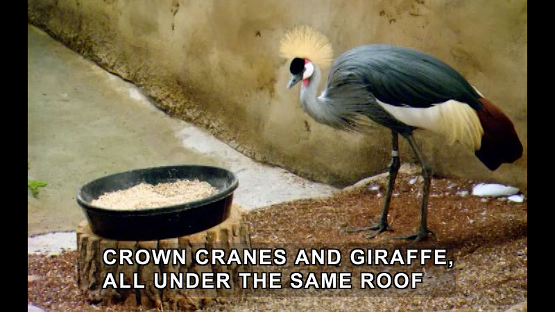 A bird with long legs, colorful plumage and a yellow crest of feathers on its head in an enclosure with a bowl of food. Caption: Crown cranes and giraffe, all under the same roof