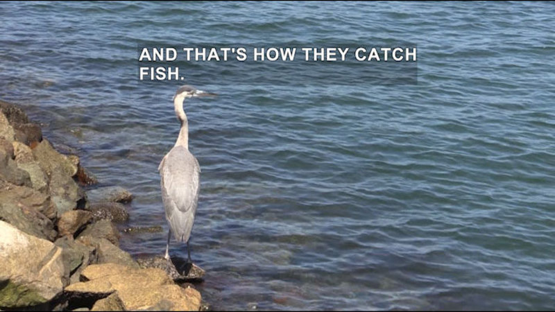 Heron standing on a rock on the edge of the water. Caption: and that's how they catch fish.