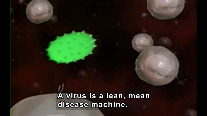 Illustration of beige spherical shapes and a single bright-green spiky shape. Caption: A virus is a lean, mean disease machine.
