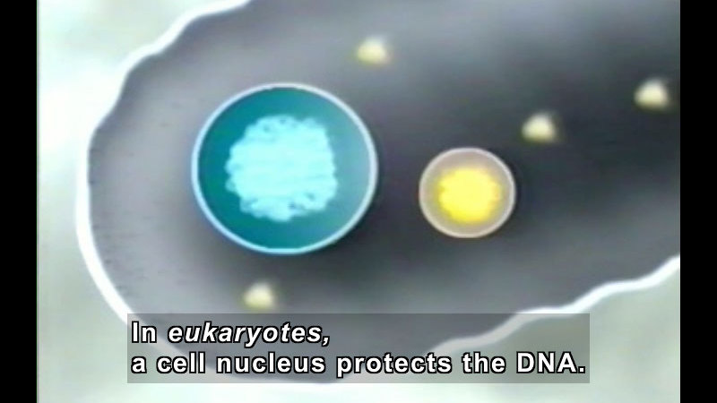 Diagram of a cell with spherical objects in the middle. Each object has a clear ring around the exterior. Caption: In eukaryotes, a cell nucleus protects the DNA.