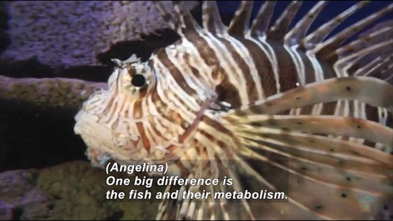 A lionfish. Caption: (Angelina) One big difference is the fish and their metabolism.