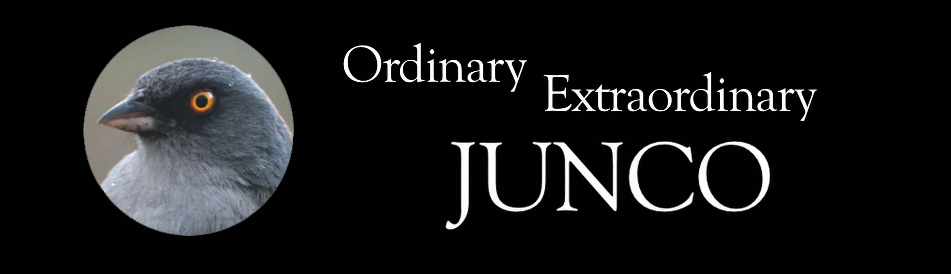Ordinary Extraordinary Junco