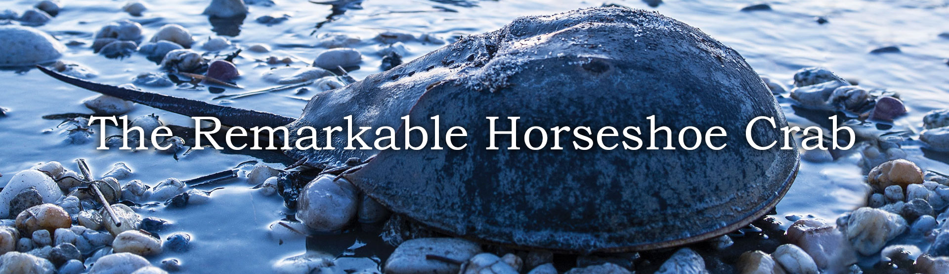 The Remarkable Horseshoe Crab