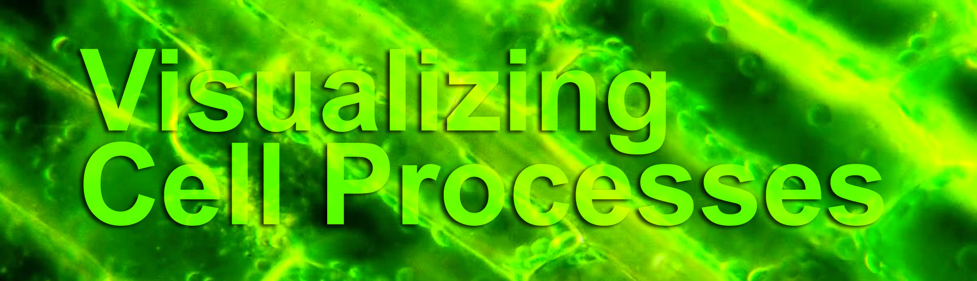 Visualizing Cell Processes