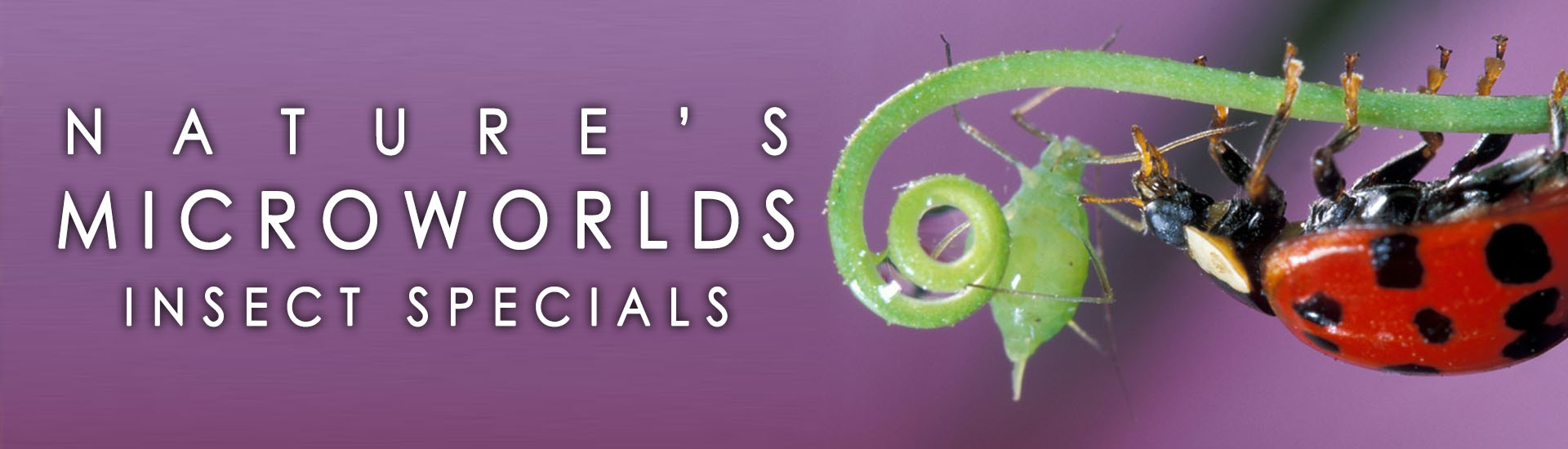 Nature's Microworlds: Insect Specials