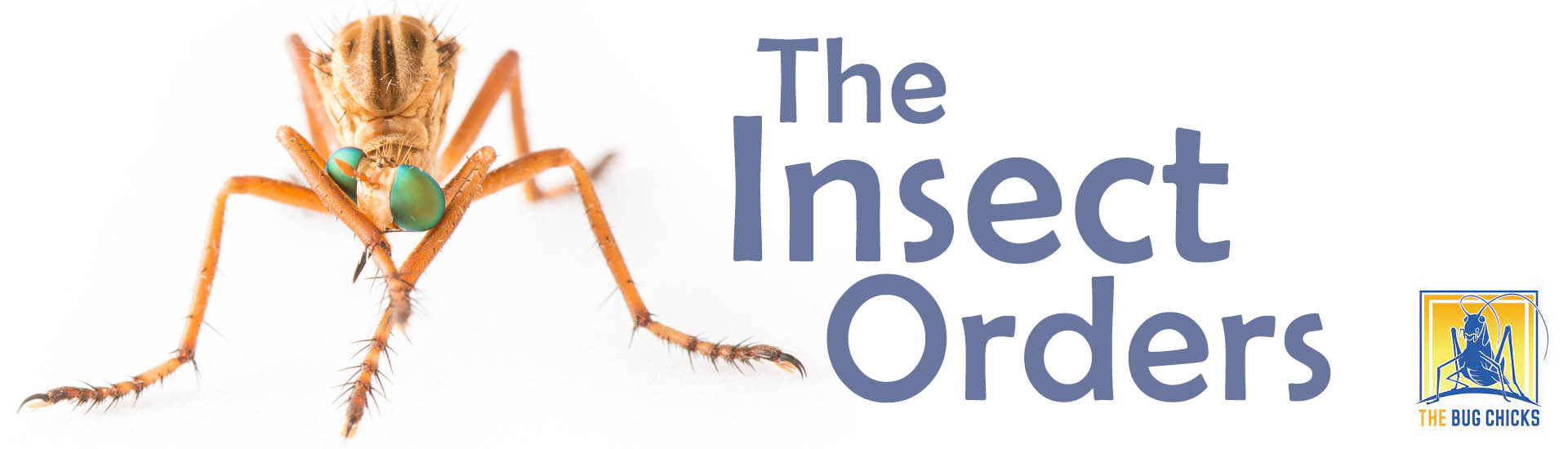 The Insect Orders